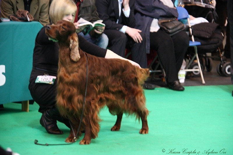 Crufts2011 680.jpg